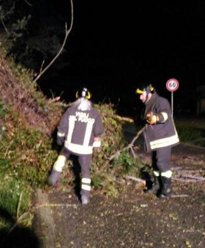 https://www.lanazione.it/image-service/view/acePublic/alias/contentid/ZjJkZWM3ZmItZjNmMy00/0/alberi-caduti-di-notte-tranciato-cavo-elettrico.jpeg?f=1.91:1&w=1200