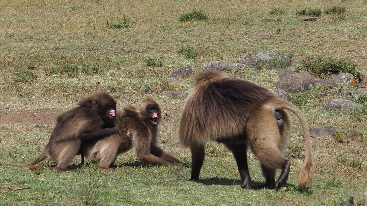 Le scimmie gelada Le scimmie gelada