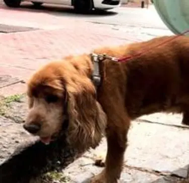 Veleno per topi in alcune vie. Muore un cane