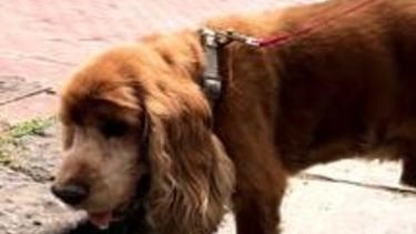 Veleno per topi in alcune vie. Muore un cane