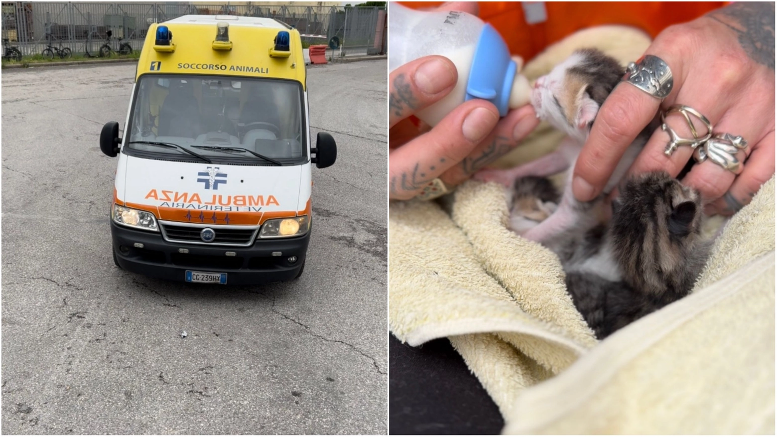 L'ambulanza veterinaria e, a sinistra, uno dei gattini salvati