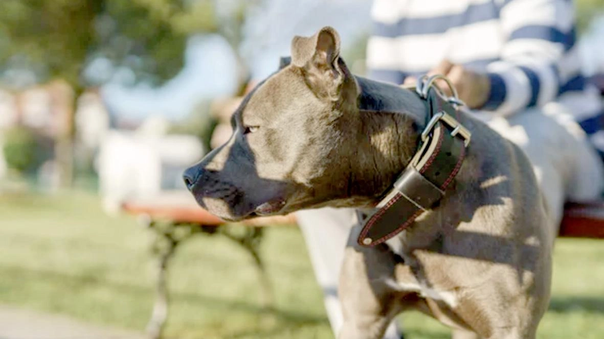 Un esemplare di pitbull come quello che ha attaccato a Calambrone Un esemplare di pitbull come quello che ha attaccato a Calambrone