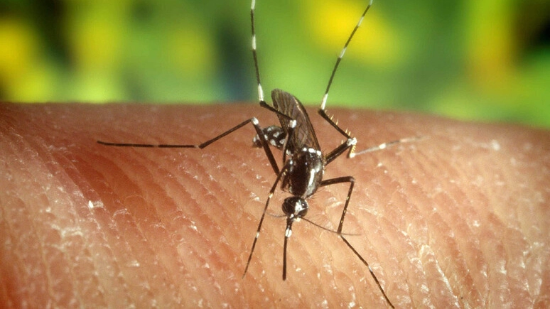 La Dengue viene trasmessa dalle zanzare La Dengue viene trasmessa dalle zanzare