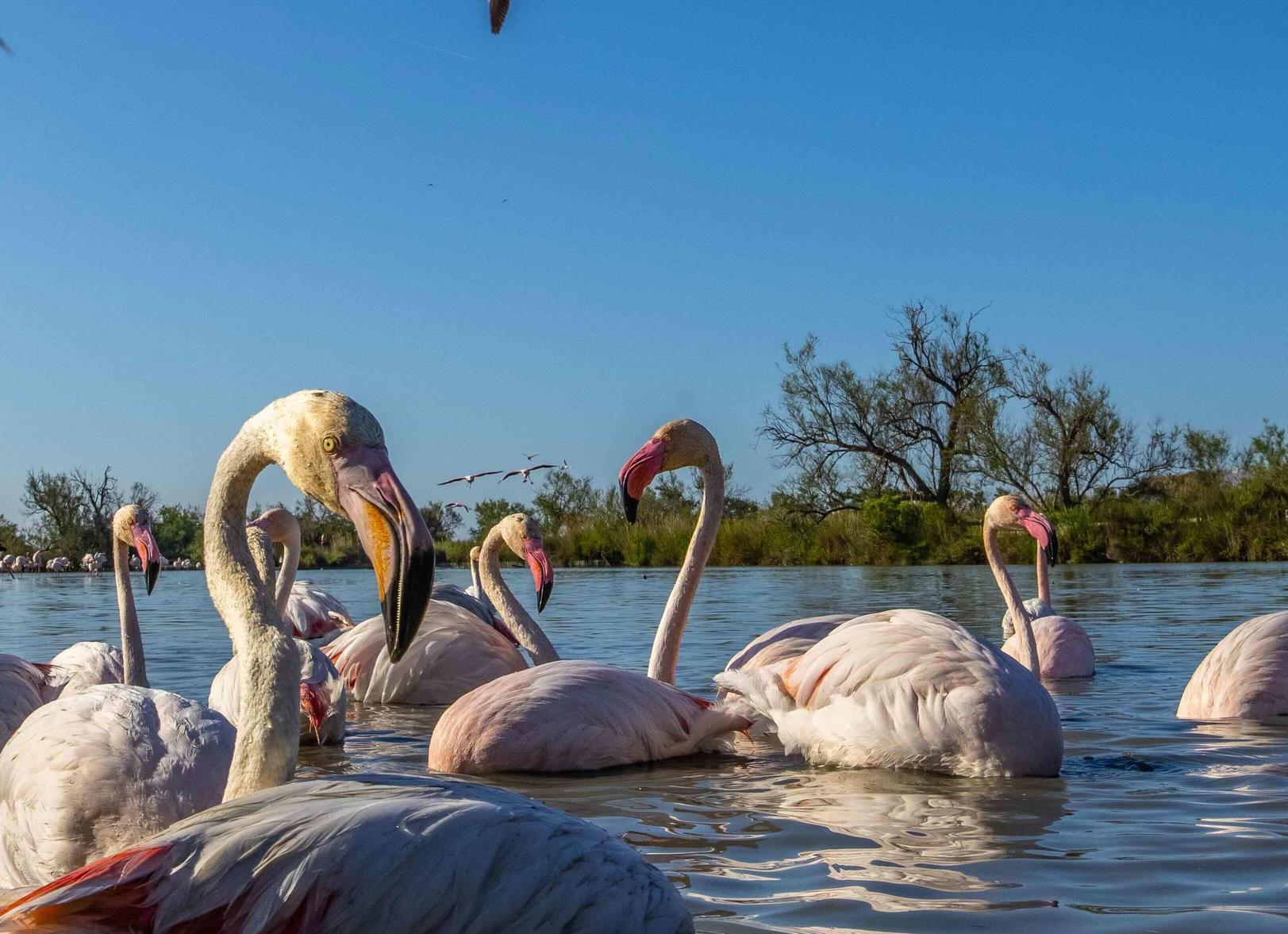 Fenicotteri rosa, rinnovata la partnership Wwf. Ci sono Burano e laguna Fenicotteri rosa, rinnovata la partnership Wwf. Ci sono Burano e laguna