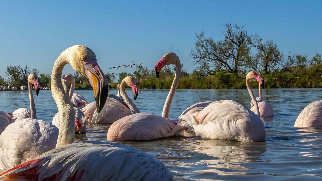 CAPALBIO Rinnovata la partnership lunga ormai quasi due decenni: quest’anno l’azione si concentra su cinque Oasi Wwf strategiche come quelle del... CAPALBIO Rinnovata la partnership lunga ormai quasi due decenni: quest’anno l’azione si concentra su cinque Oasi Wwf strategiche come quelle del...