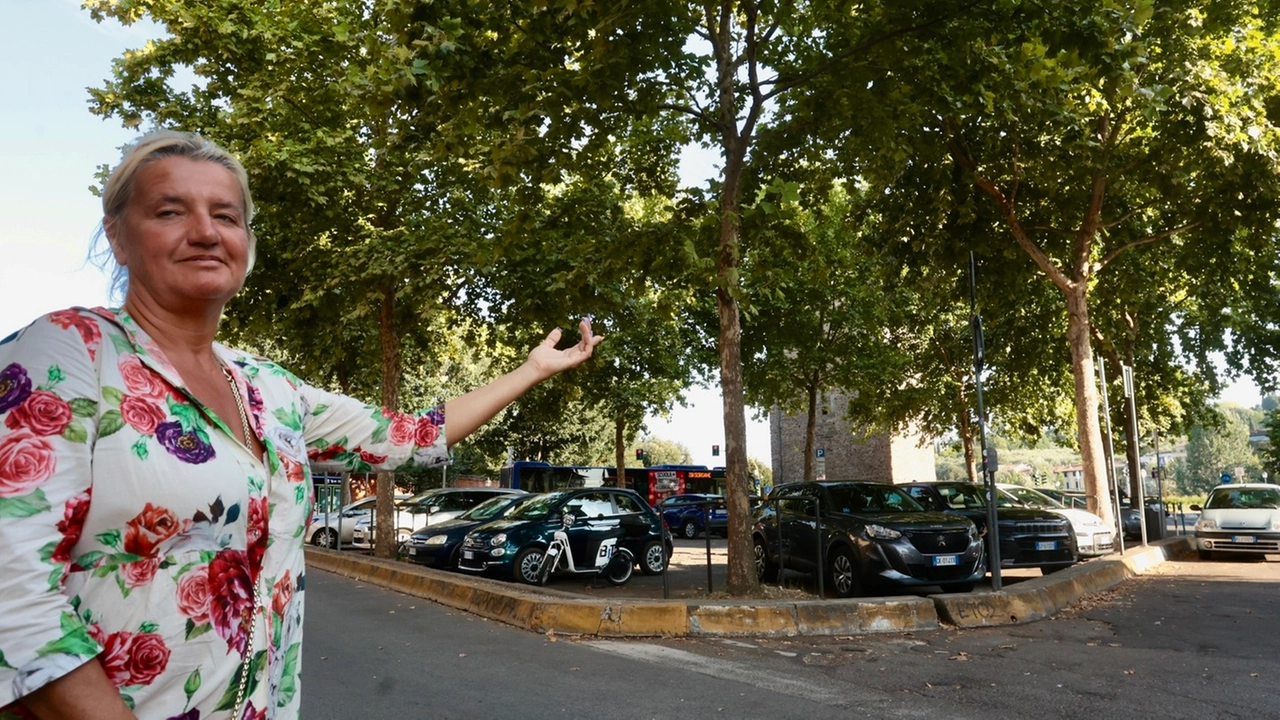 Alcuni degli alberi, tra viale Giovine Italia e piazza Piave, che saranno abbattuti Alcuni degli alberi, tra viale Giovine Italia e piazza Piave, che saranno abbattuti