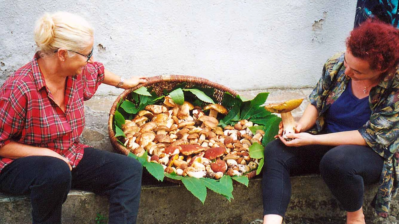 Raccolta di funghi record sulle montagne pistoiesi Raccolta di funghi record sulle montagne pistoiesi