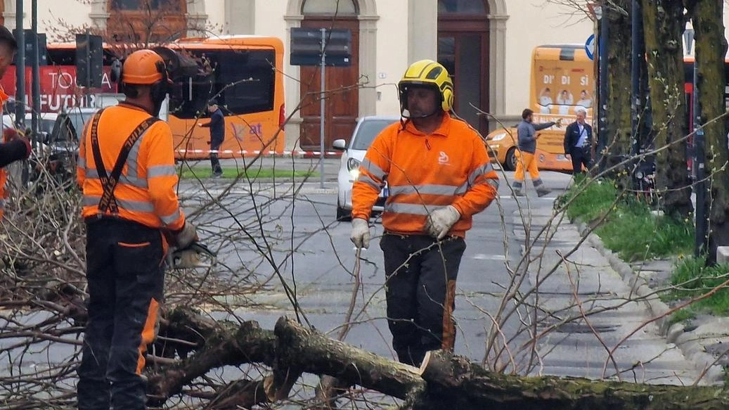 In azione le motoseghe per l’abbattimento degli alberi lungo la strada in quel tratto la pavimentazione è stata sollevata dalle radici