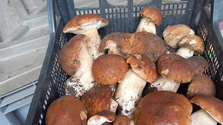 FOLIGNO - Sarà Foligno ad ospitare il dodicesimo Comitato scientifico del Coordinamento delle ssociazioni micologiche umbre (Ami Umbria), coordinato dal... FOLIGNO - Sarà Foligno ad ospitare il dodicesimo Comitato scientifico del Coordinamento delle ssociazioni micologiche umbre (Ami Umbria), coordinato dal...