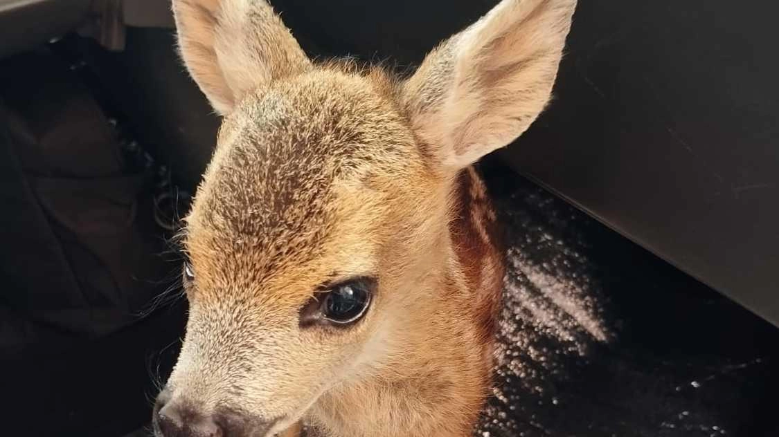 Un cucciolo di capriolo messo in salvo dai volontari di Anpana Un cucciolo di capriolo messo in salvo dai volontari di Anpana