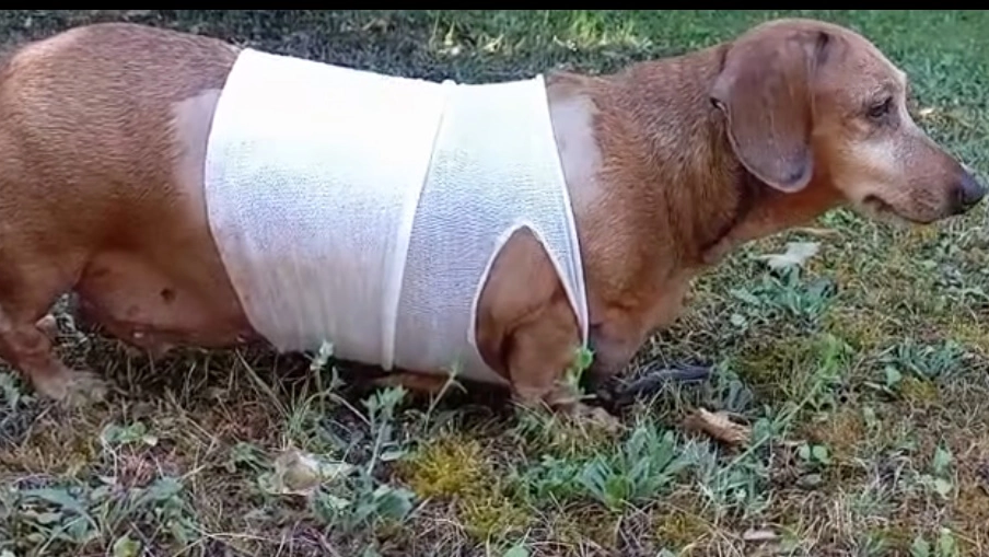 Ofelia, la bassottina presa a calci dal padrone, con la magliettina post operatoria