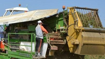 https://www.lanazione.it/image-service/view/acePublic/alias/contentid/ZjVjNzIzZWUtMmUzYS00/0/altri-5-5-milioni-per-i-giovani-agricoltori.jpeg?f=16:9&w=1200&h=630
