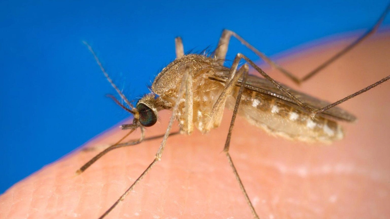 Altre 12 persone accertate con virus, due in intensiva