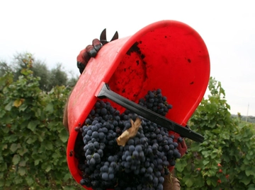 immagine articolo