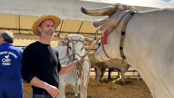 Sarà ancora il Museo della Civiltà contadina di Fratticciola il cuore della due giorni dedicata al «Gigante bianco». Fra le conferme ci sono il mercato del vitellone da carne e il concorso della vitelle da carne pregiata e la fiera agroalimentare