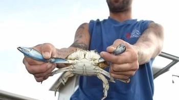 Il granchio blu sta prendendo posssesso di alcuni tratti del mar Tirreno