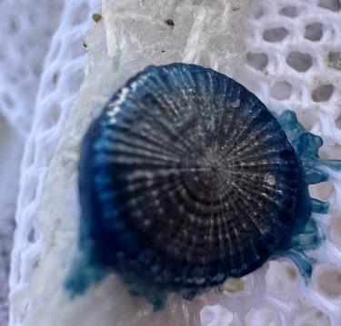 https://www.lanazione.it/image-service/view/acePublic/alias/contentid/ZjYwNWI2MDQtM2ExYi00/0/trovato-un-esemplare-di-bottone-blu-nel-mare-di-viareggio.jpeg