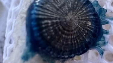 Avvistato nel mare di Viareggio un esemplare di "bottone blu". A segnarlo è un nostro lettore che ci ha voluto... Avvistato nel mare di Viareggio un esemplare di "bottone blu". A segnarlo è un nostro lettore che ci ha voluto...