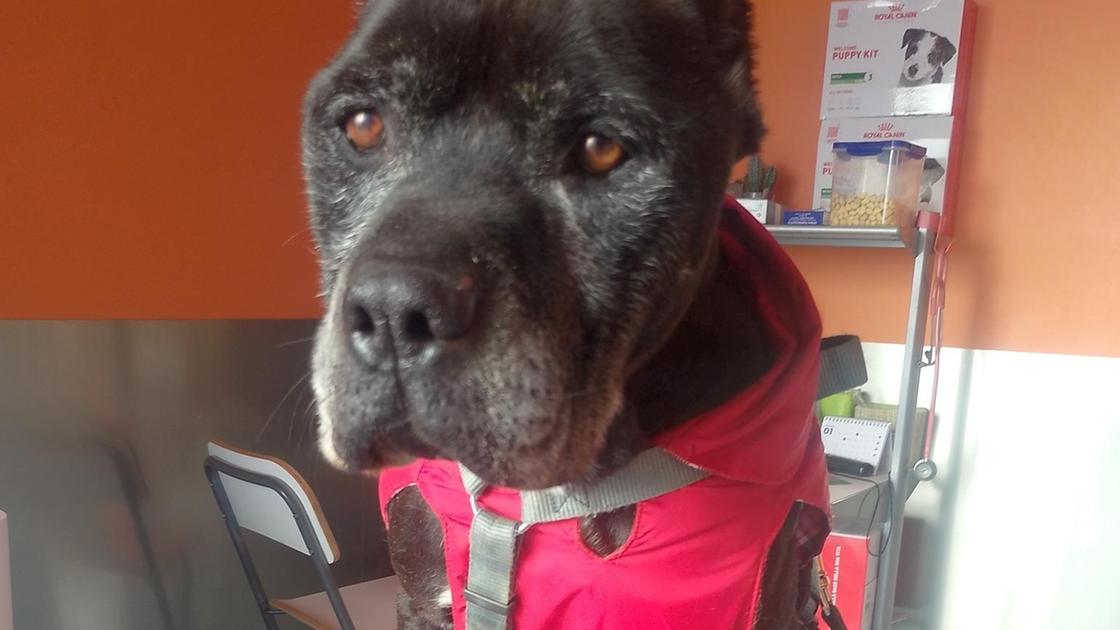 rocky cerca una famiglia il canile significa morte