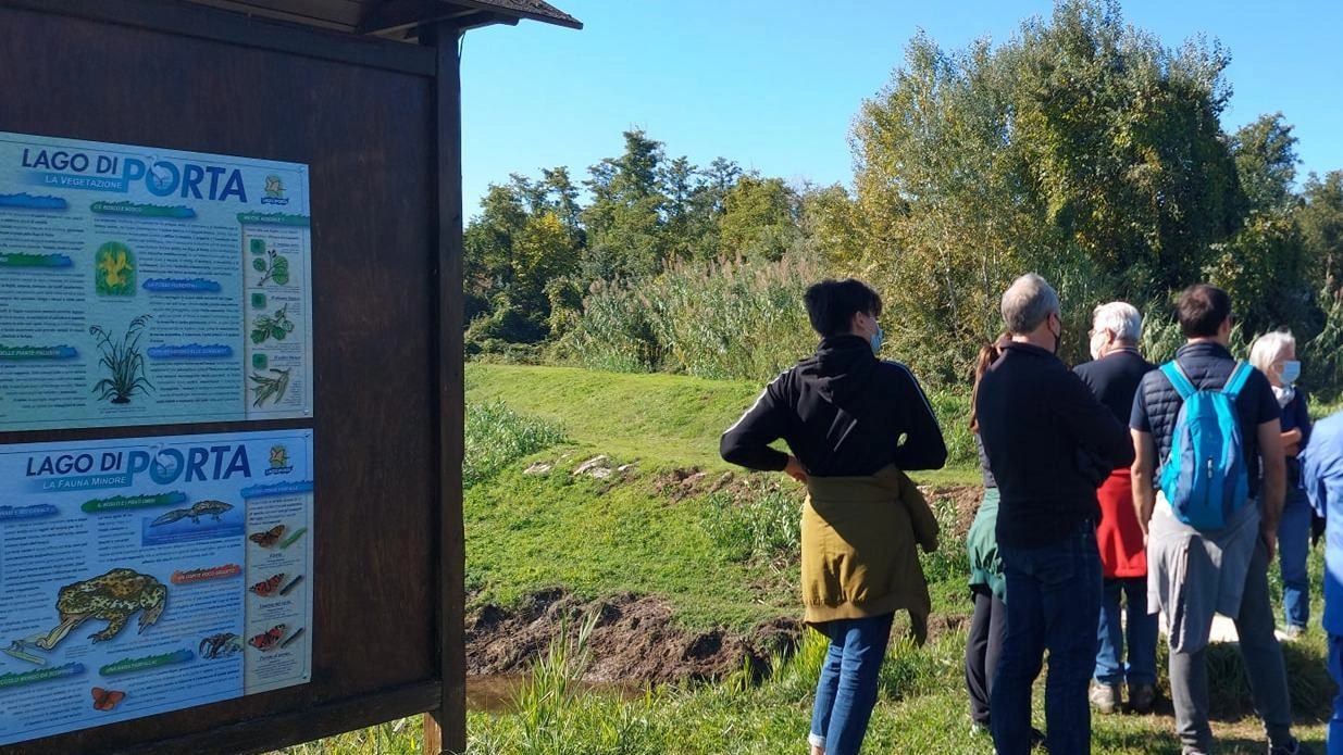 Foglie e steli morti del canneto che si depositano sul fondo del lago potrebbero essere la causa del diradamento dello... Foglie e steli morti del canneto che si depositano sul fondo del lago potrebbero essere la causa del diradamento dello...