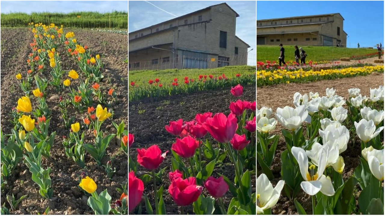 Tre immagini tratte dal profilo Instagram de "I tulipani di Schifanoia". Dove è possibile ammirare la fioritura e portare a casa i bulbi Tre immagini tratte dal profilo Instagram de "I tulipani di Schifanoia". Dove è possibile ammirare la fioritura e portare a casa i bulbi