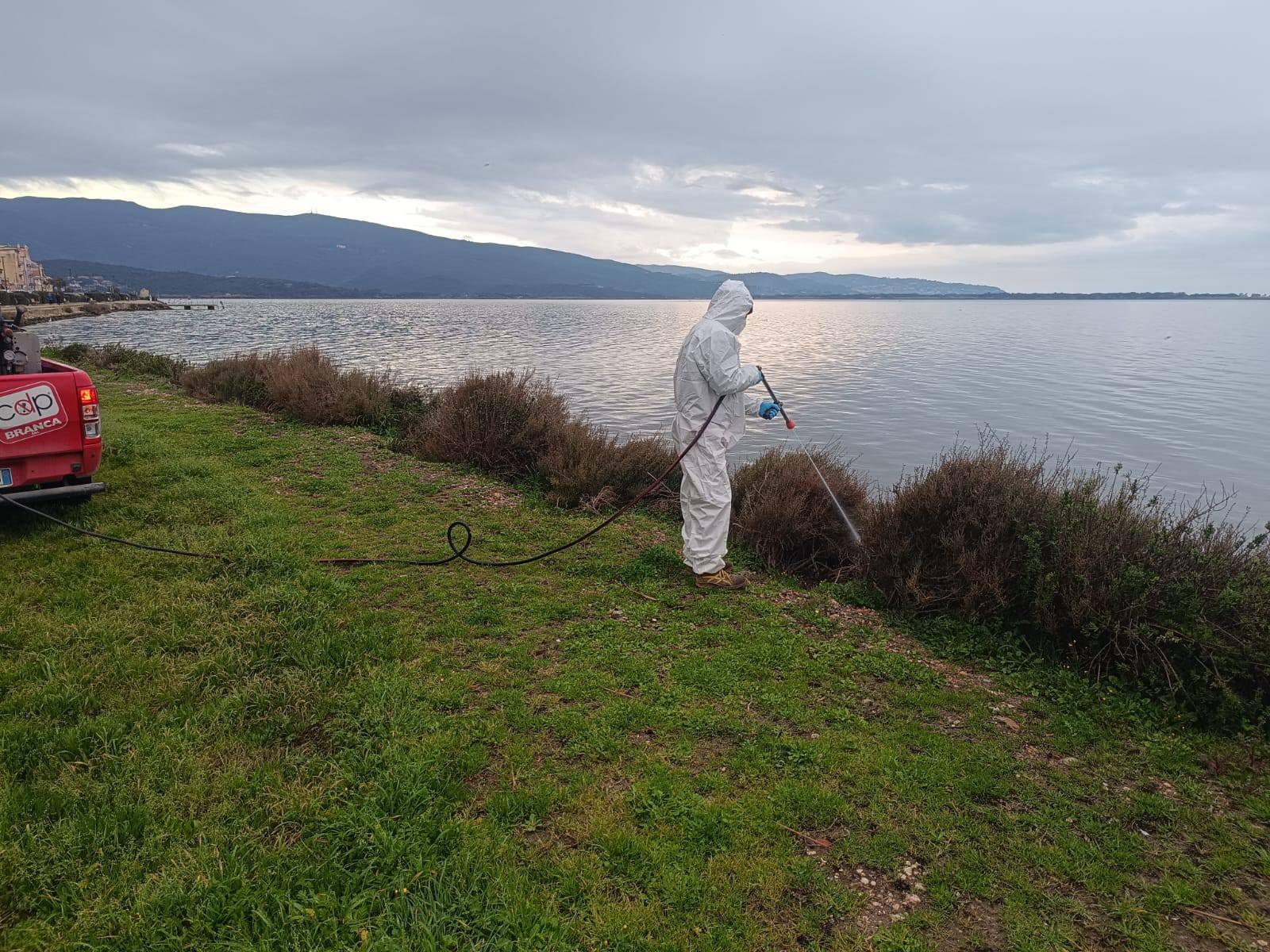 orbetello nuova disinfestazione contro i moscerini da Lanazione.it orbetello nuova disinfestazione contro i moscerini