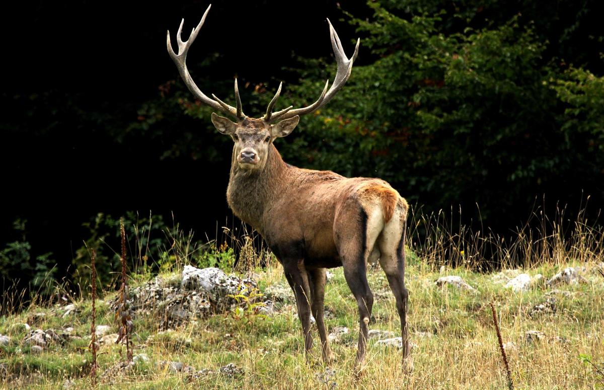 bramito del cervo lo spettacolo della natura escursioni per spiarlo