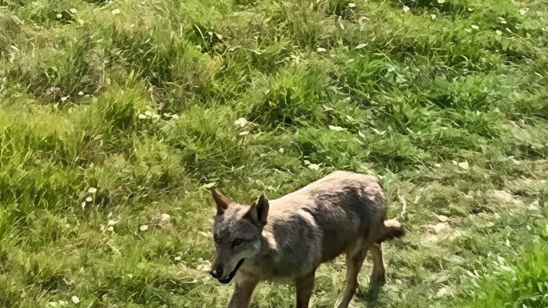 Lupi, sì agli abbattimenti: "Non è più in estinzione" Lupi, sì agli abbattimenti: "Non è più in estinzione"