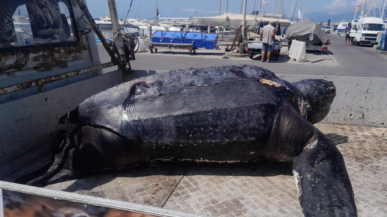 La tartaruga più grande del mondo, appartenente alla specie Dermochelys coriacea, è stata trovata morta nelle acque della Versilia
