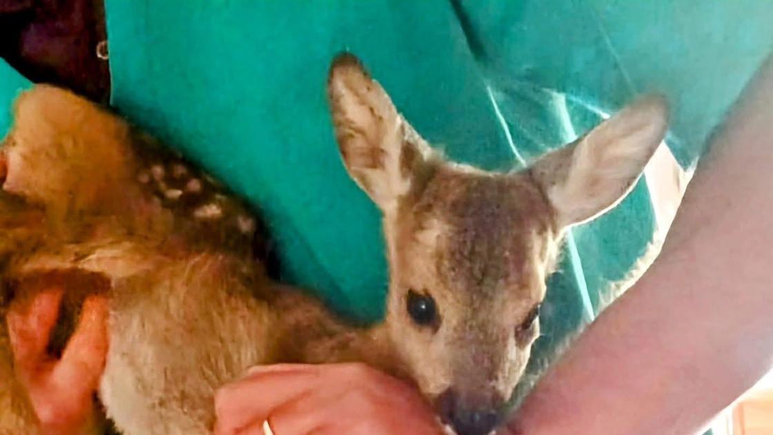Cucciolo di capriolo salvato. Stava vegliando la madre morta Cucciolo di capriolo salvato. Stava vegliando la madre morta