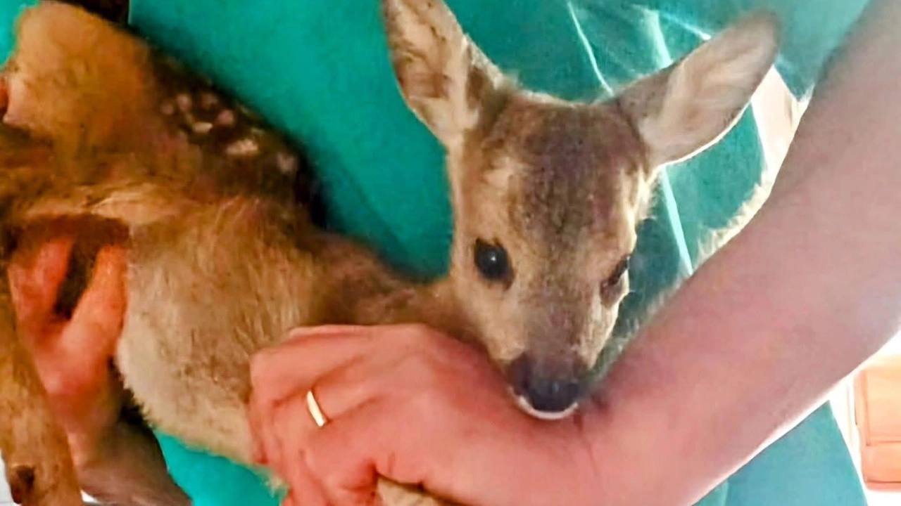 Il cucciolo di capriolo che è stato trovato all’interno di un terreno privato e messo in salvo Il cucciolo di capriolo che è stato trovato all’interno di un terreno privato e messo in salvo