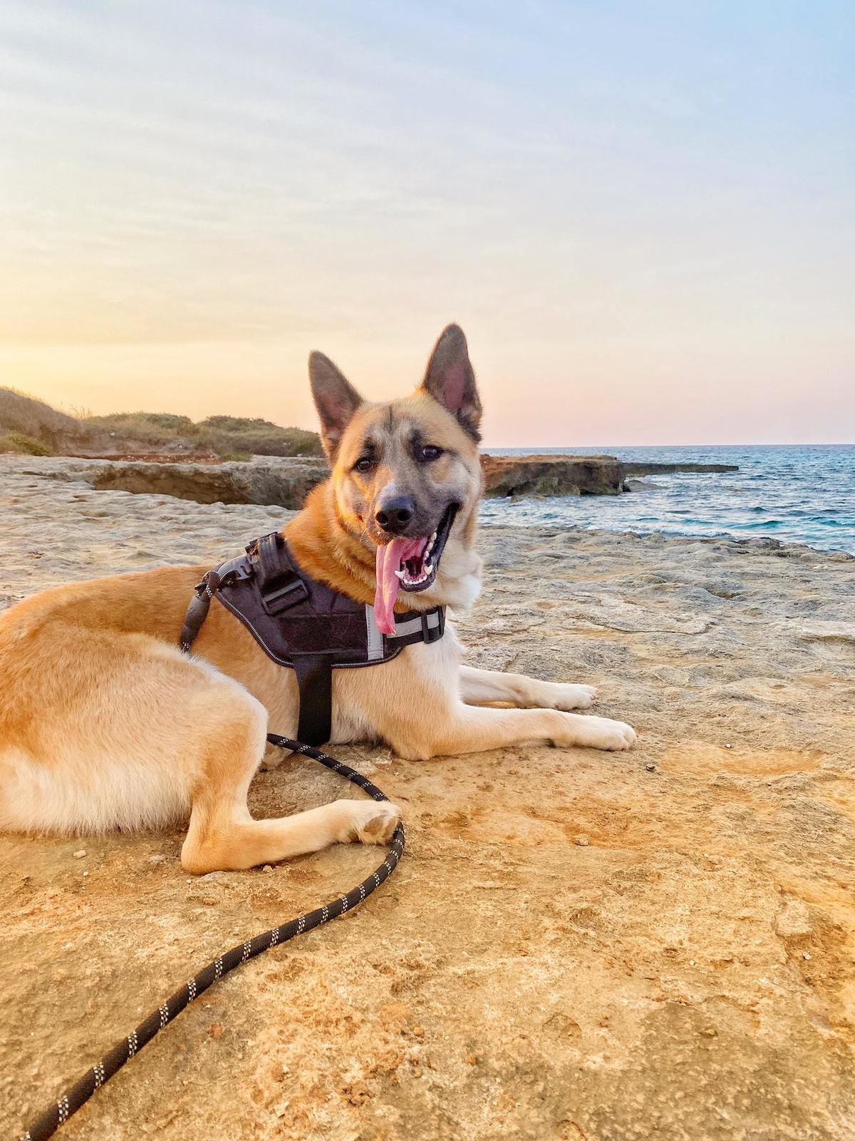 https://www.lanazione.it/image-service/view/acePublic/alias/contentid/Zjg0N2JhY2QtYmFmNy00/0/ash-il-cane-recuperato-dai-vigili-del-fuoco.jpeg?f=1.91:1&w=1200