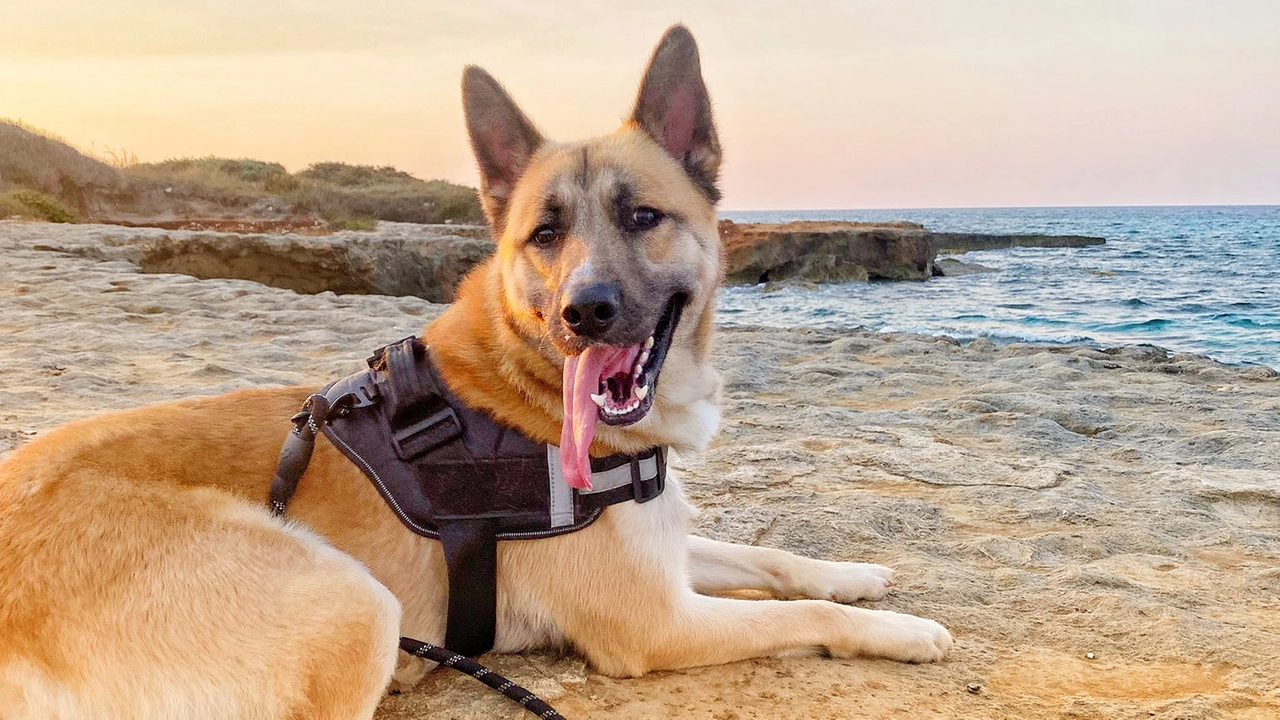 Ash, il cane recuperato dai vigili del fuoco