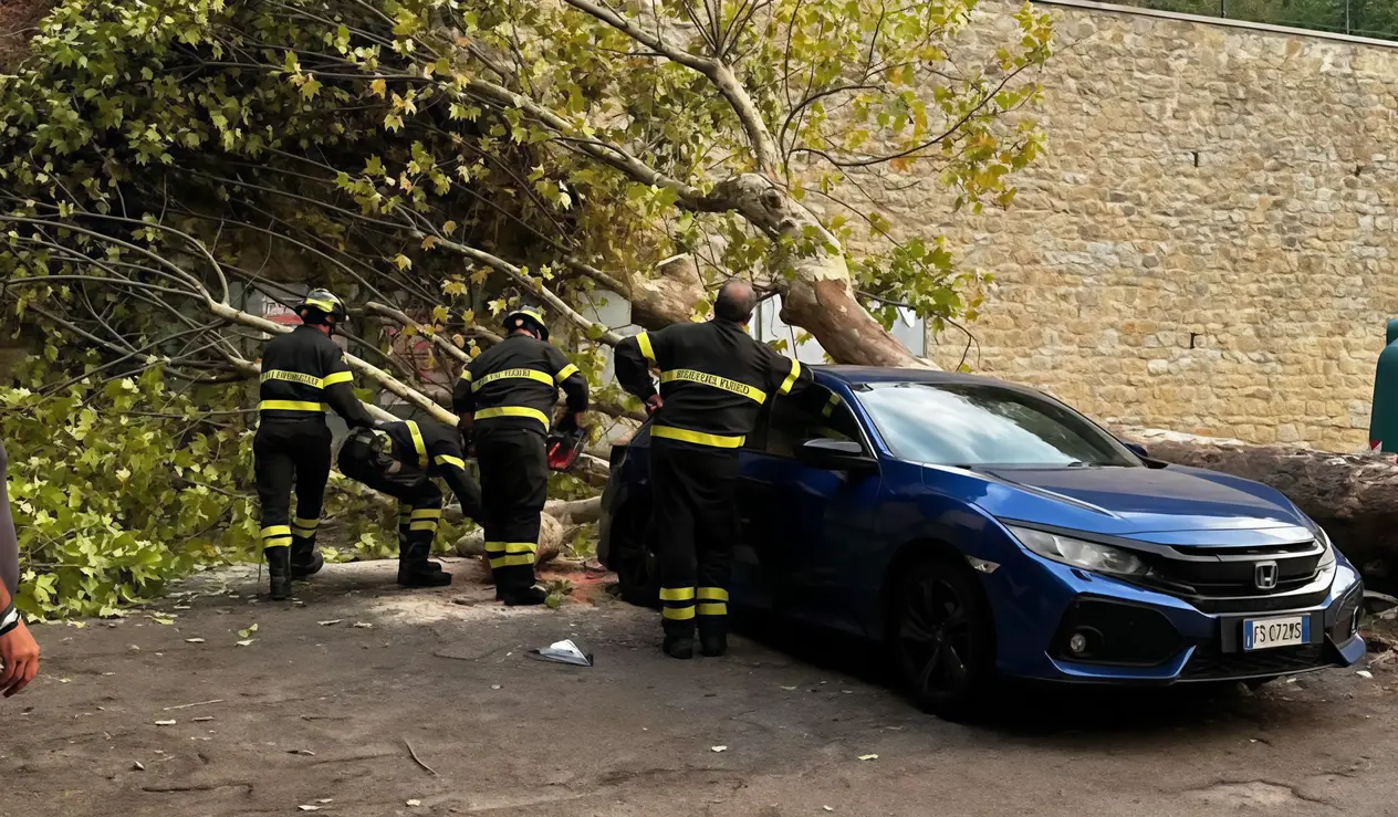 Platano di 30 metri crolla su un’auto. Il sindaco: "Ora controlli a tappeto"