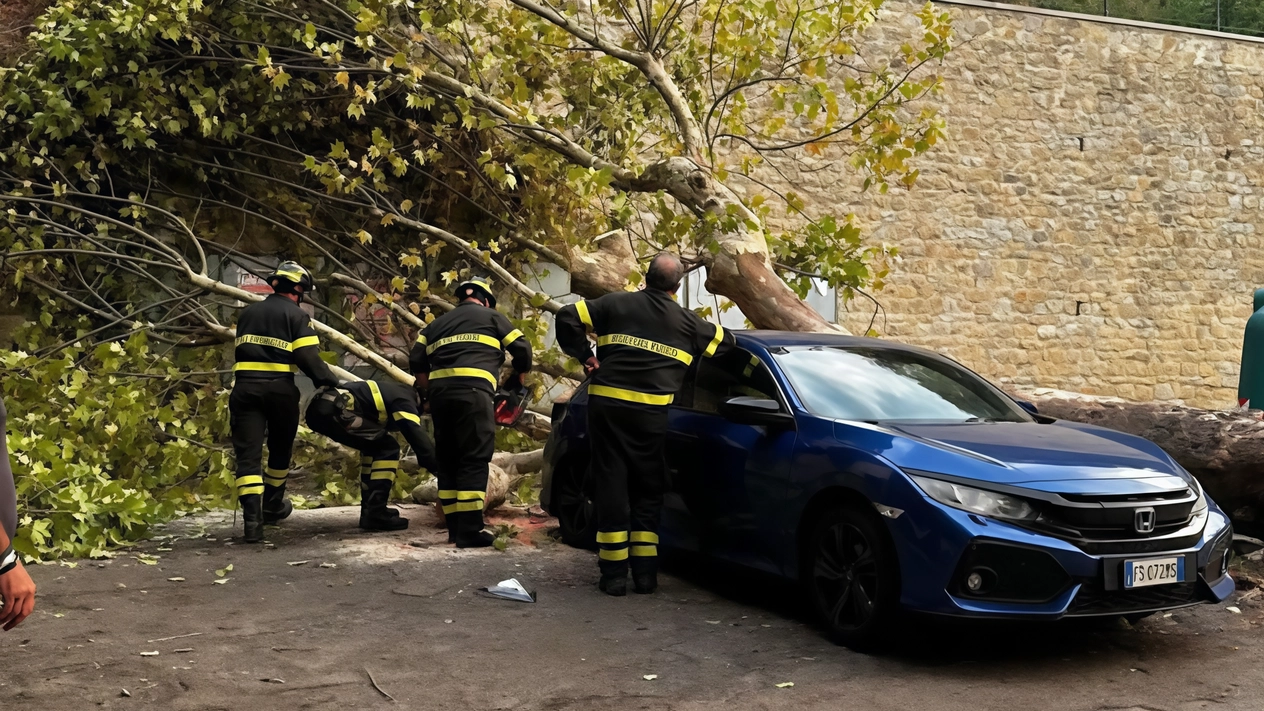Platano di 30 metri crolla su un’auto. Il sindaco: "Ora controlli a tappeto"