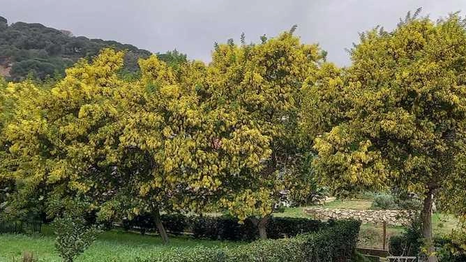 Una fioritura di mimose immortalata il 31 gennaio 2025