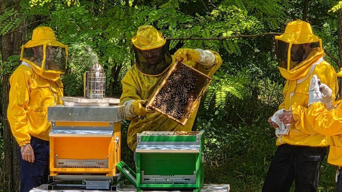 Rcr ’assume’... le api. Avranno dei sensori per monitorare la qualità ambientale Rcr ’assume’... le api. Avranno dei sensori per monitorare la qualità ambientale