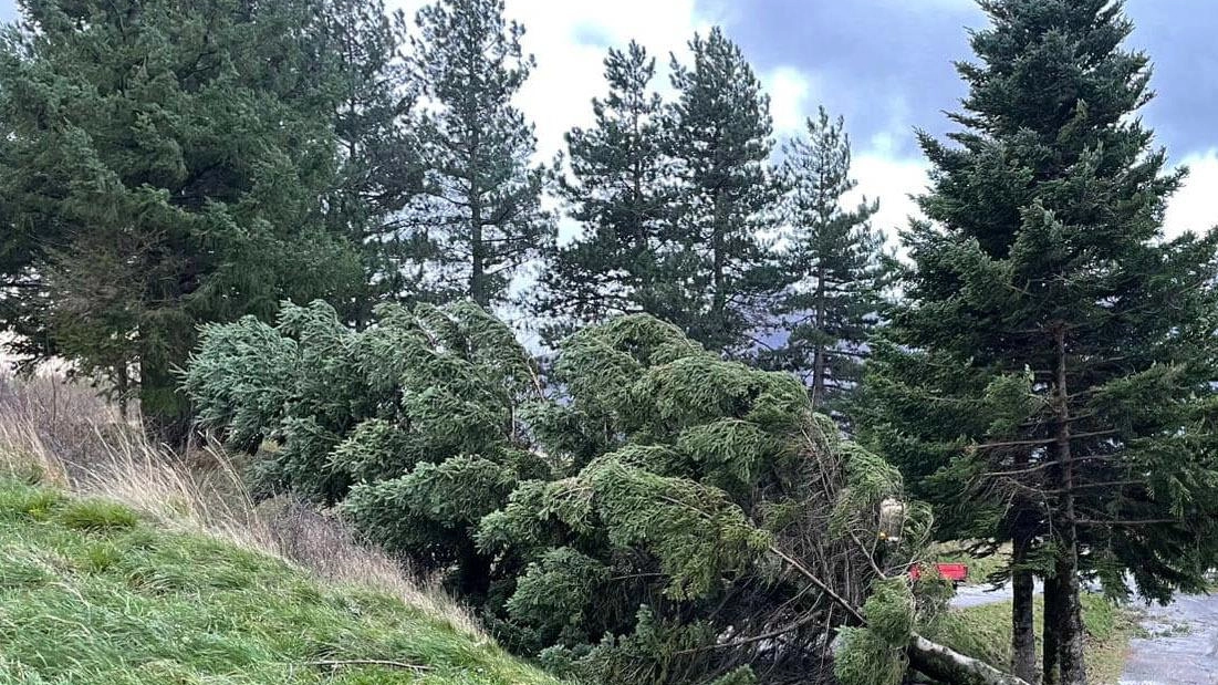Moltissime le pinate cadute dopo le forti raffiche di vento che si sono abbattute nella notte di giovedì su tutta la Media Valle (Foto Borghesi) Moltissime le pinate cadute dopo le forti raffiche di vento che si sono abbattute nella notte di giovedì su tutta la Media Valle (Foto Borghesi)