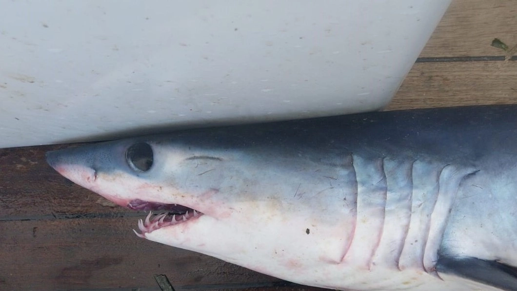 Lo squalo Mako rimasto impigliato nelle reti a Talamone