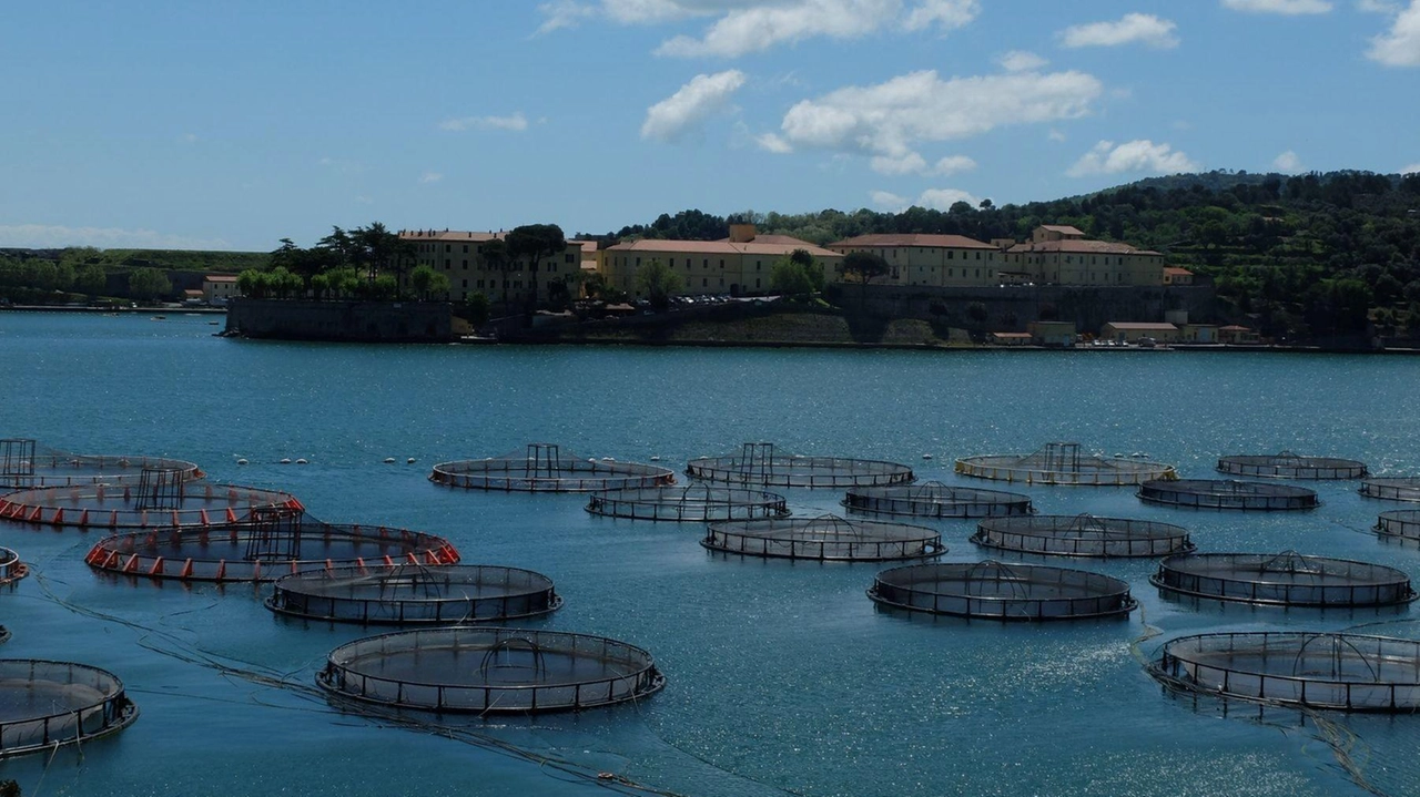 Gli impianti di itticoltura situati alle Grazie, nel Comune di Porto Venere. L’Autorità portuale ha ordinato l’immediato sgombero delle aree (. foto d’archivio Gli impianti di itticoltura situati alle Grazie, nel Comune di Porto Venere. L’Autorità portuale ha ordinato l’immediato sgombero delle aree (. foto d’archivio