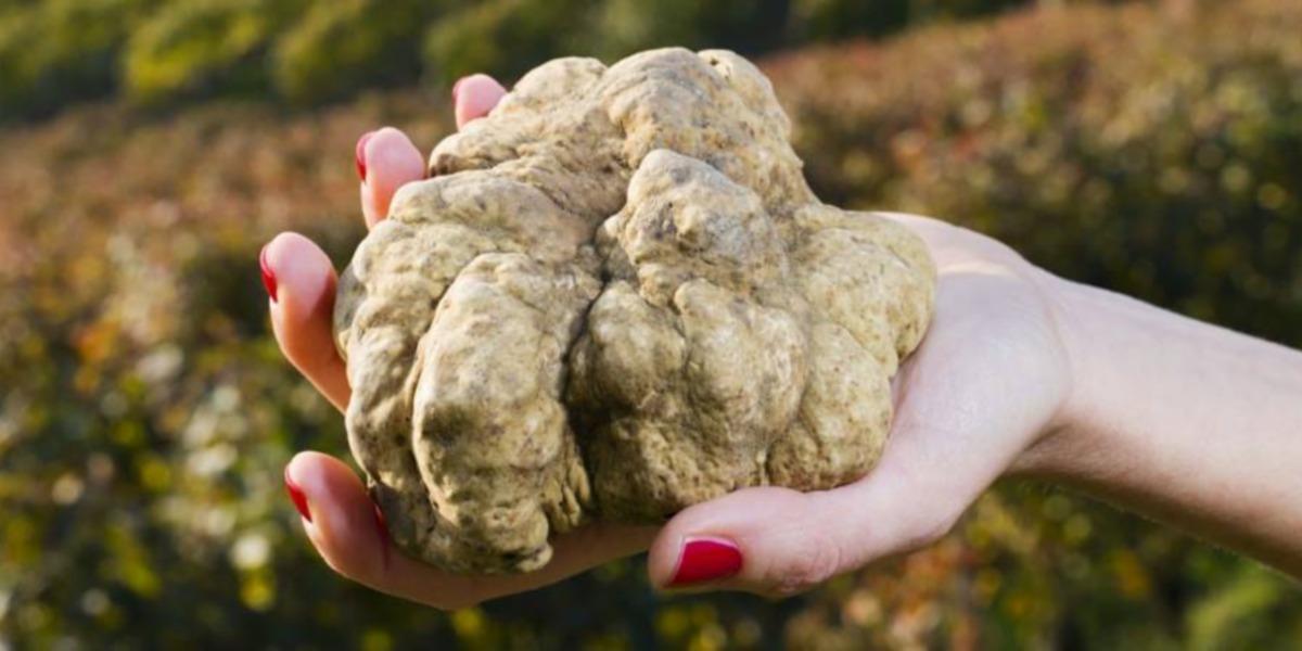 Il caldo cambia il mondo del tartufo. La raccolta slitterà di 20 giorni Il caldo cambia il mondo del tartufo. La raccolta slitterà di 20 giorni