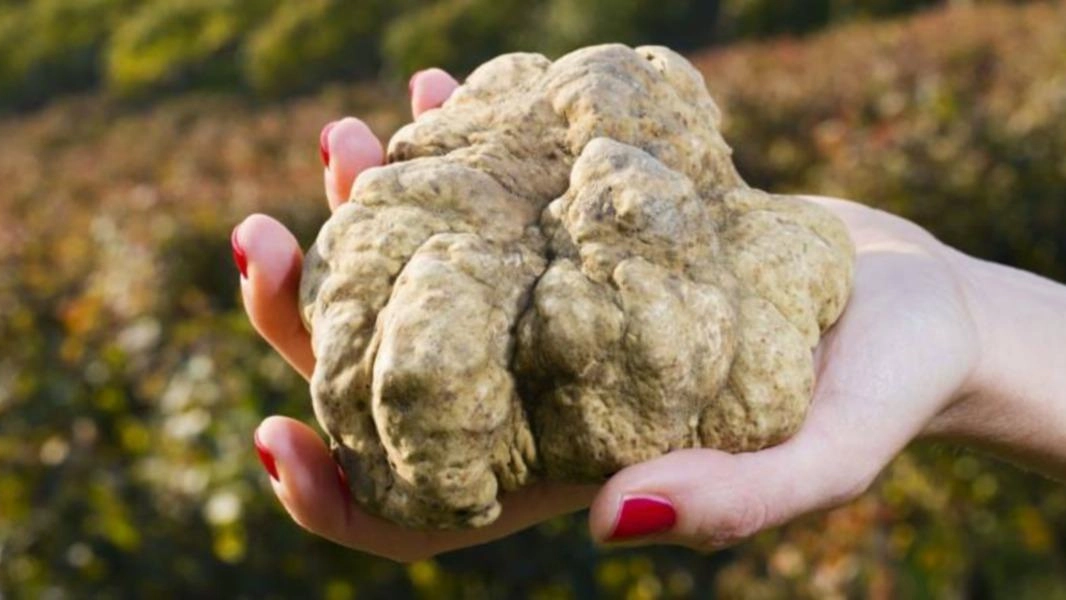 La raccolta del tartufo bianco quest’anno slitta al primo ottobre La raccolta del tartufo bianco quest’anno slitta al primo ottobre