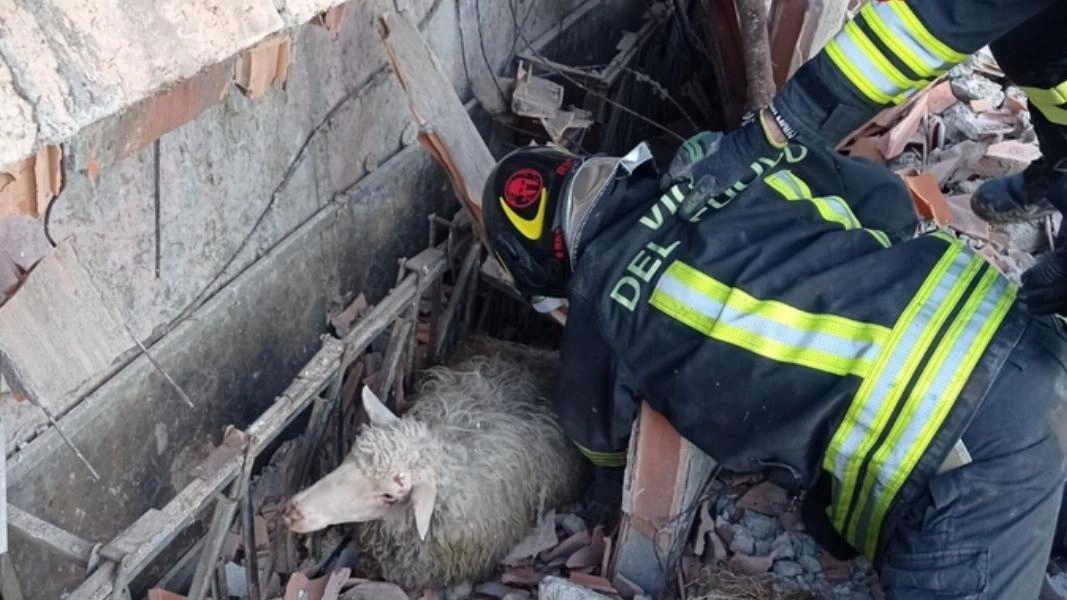 Andrea Carta: "Salvati subito 25 capi, una trentina sono morti. I 470 restanti spostati nell’altra azienda"