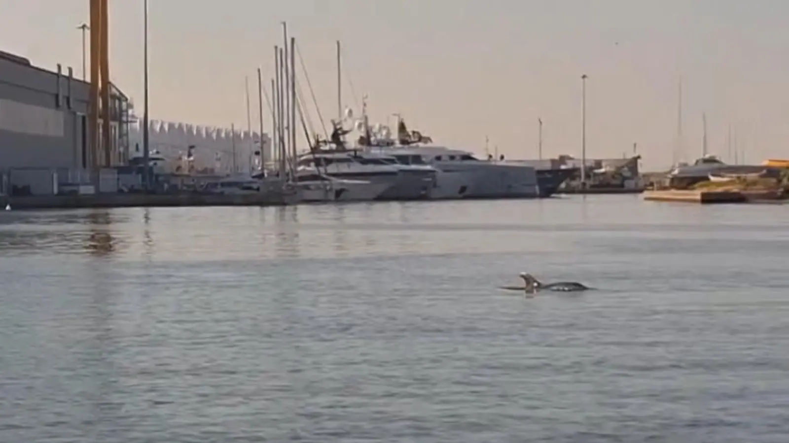 Un ospite speciale a Viareggio, c’è un delfino nel porto