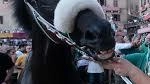 E stasera a Ferrara il palio in notturna. Ci sono anche Sanna, Pes, Caria e Bruschelli E stasera a Ferrara il palio in notturna. Ci sono anche Sanna, Pes, Caria e Bruschelli