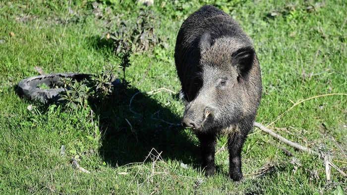 Cacciatore caricato da un cinghiale a Montebenichi (foto archivio Ansa)