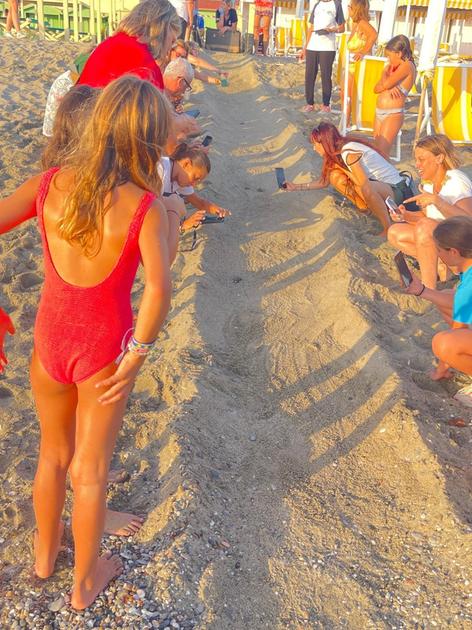 La schiusa al Bagno Tropicana: "Emerse 44 baby tartarughe. Nido aperto dopo tempi tecnici" La schiusa al Bagno Tropicana: "Emerse 44 baby tartarughe. Nido aperto dopo tempi tecnici"