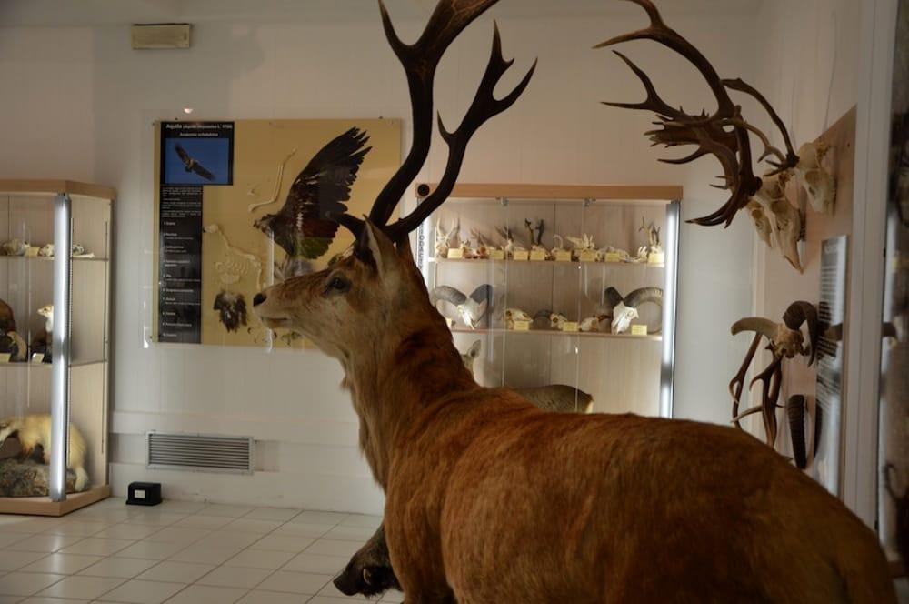 una notte al museo della fauna selvatica della provincia con il cai