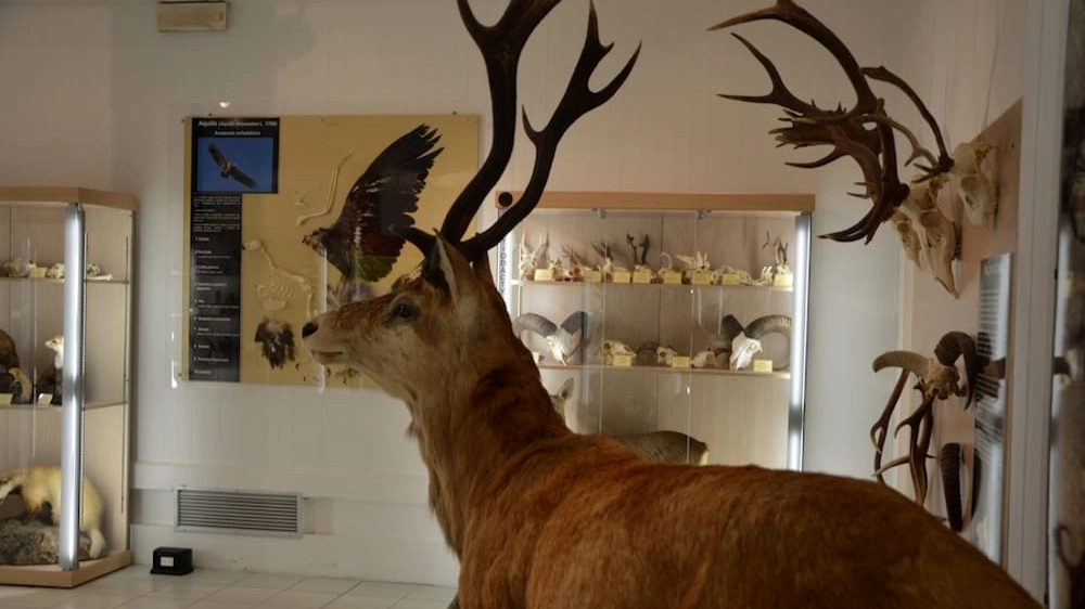 museo fauna museo fauna