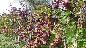 Viti colpite dal batterio, stanziati 735mila euro in supporto alle imprese agricole